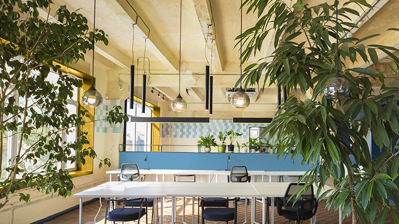 Ein Büroraum mit vielen Pflanzen und bunten Wänden